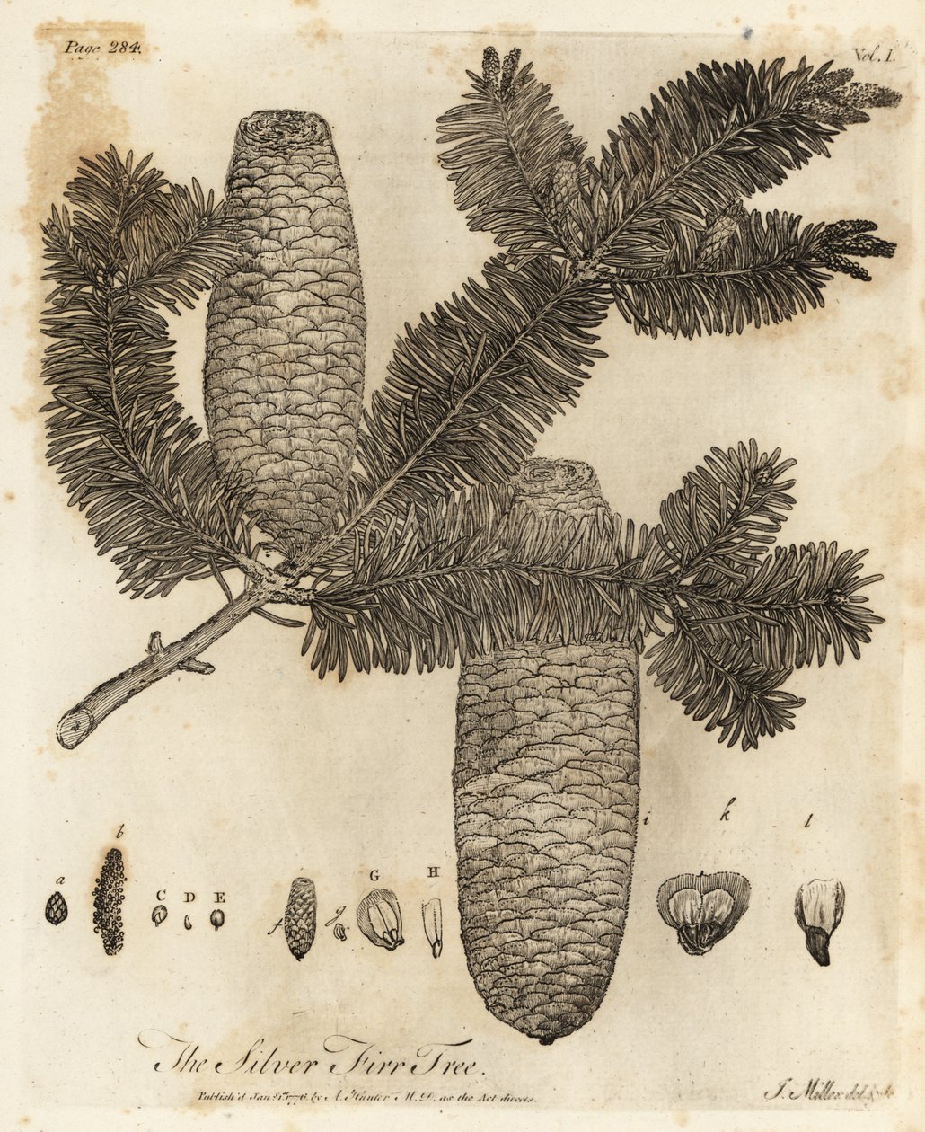 Jedle bělokorá, Abies alba. od Johann Sebastien Muller