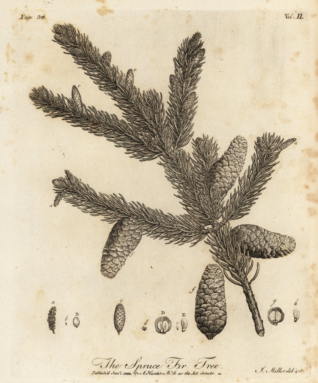 Smrk ztepilý nebo smrk evropský, Picea abies od Johann Sebastien Muller