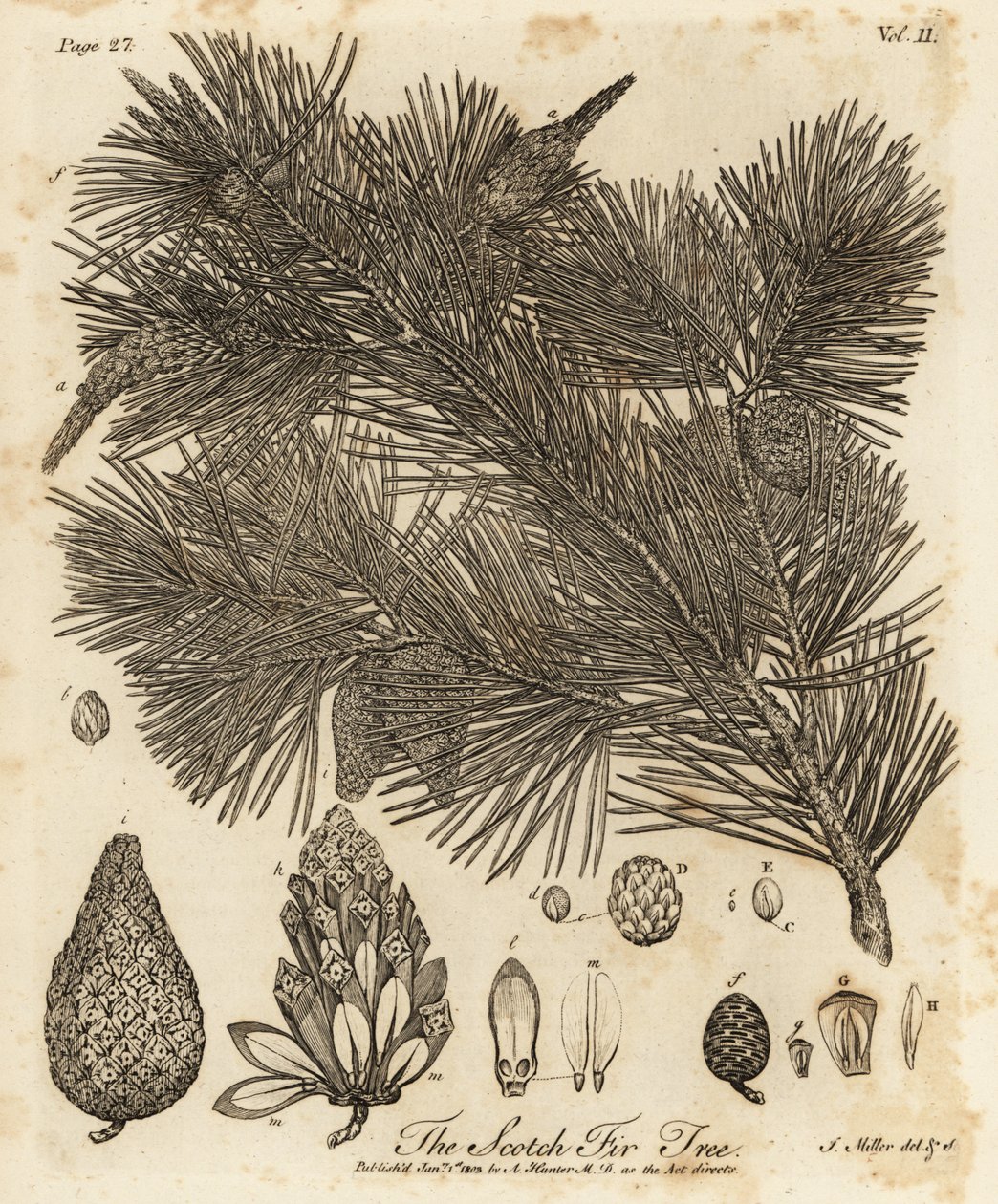 Borovice lesní, Pinus sylvestris. od Johann Sebastien Muller