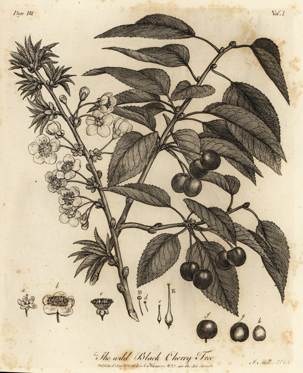 Višeň, višeň nebo trpasličí třešeň, Prunus cerasus. od Johann Sebastien Muller