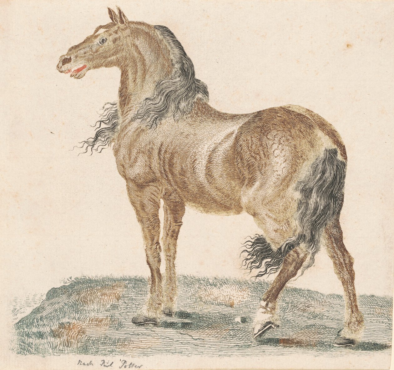 Sousedící kůň od Johann Teyler, after Paulus Potter