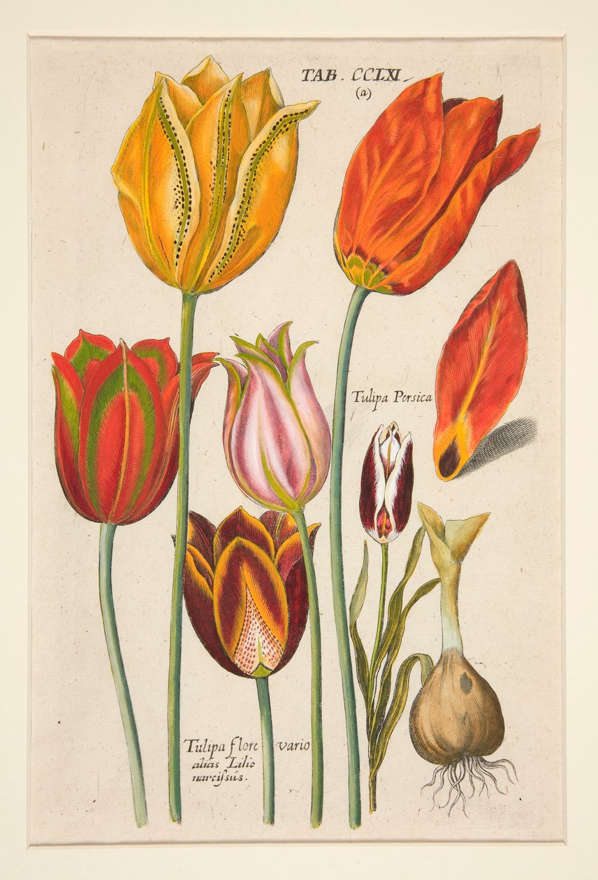 Nové Florilegium, to jsou Různé a největší paprsky květin a rostlin (Květinová deska); (tulipány); ze sady 81 talířů od Johann Theodor de Bry