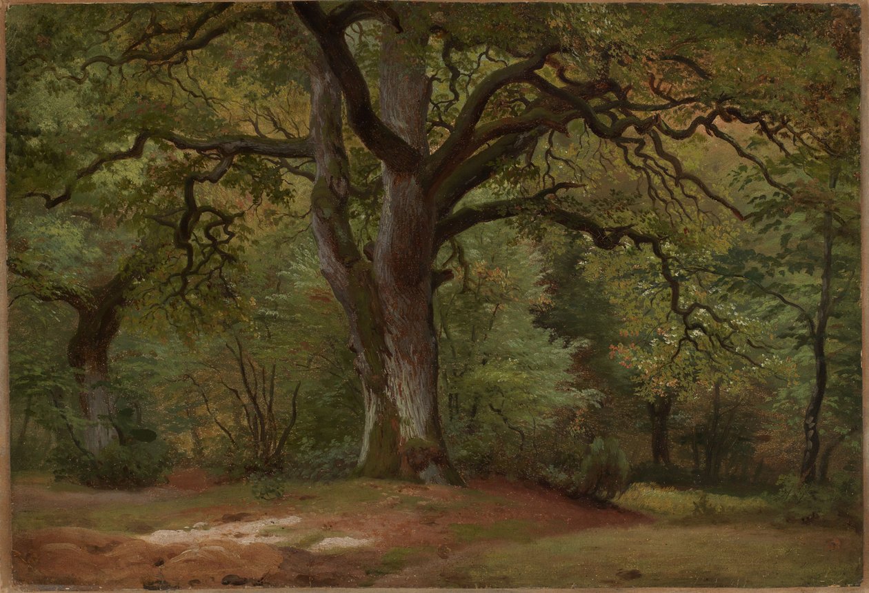 Dubový les v Sollingu od Johann Wilhelm Schirmer