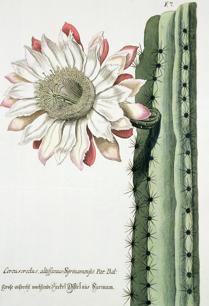 Cereus Erectus Altissimus Syrinamensis z Phythanthoza Iconographica vydaný v Německu, 1737-45 od Johann Wilhelm Weinman