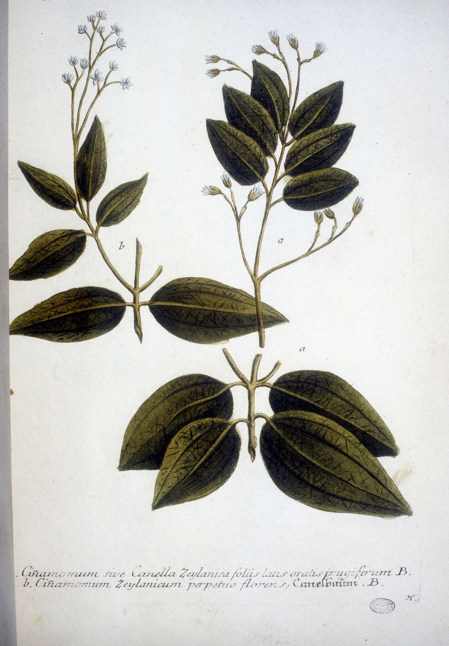 Cinnamomum Zeylanicum (Ceylon Cinnamomum) - Rytina Herbáře od J.W. Weinmann v roce 1737. od Johann Wilhelm Weinman