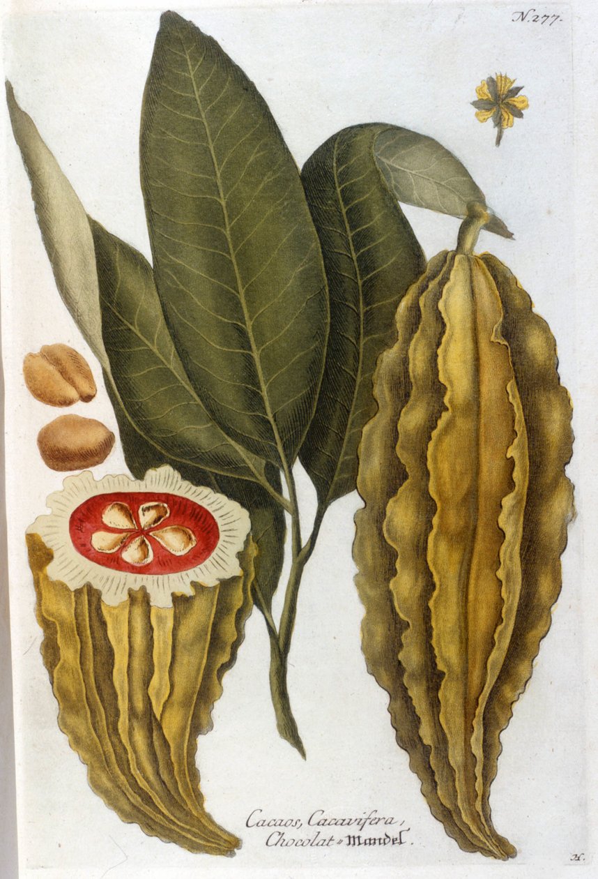 Kakao - v Herbier od J. W. Weinmanna od Johann Wilhelm Weinman