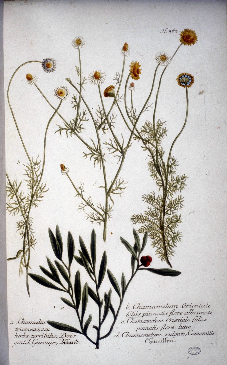 Několik druhů Chamaemelum (heřmánek) -V „“ Herbáři od J.W.Weinmanna v roce 1737. od Johann Wilhelm Weinman