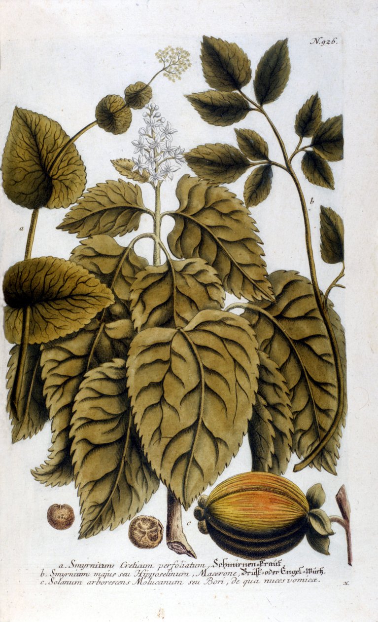 Smyrnium Cretium perfoliatum - Maceron de Crete nebo Maceron perfolia. Deska převzata z herbáře J. W. Weinmanna od Johann Wilhelm Weinman