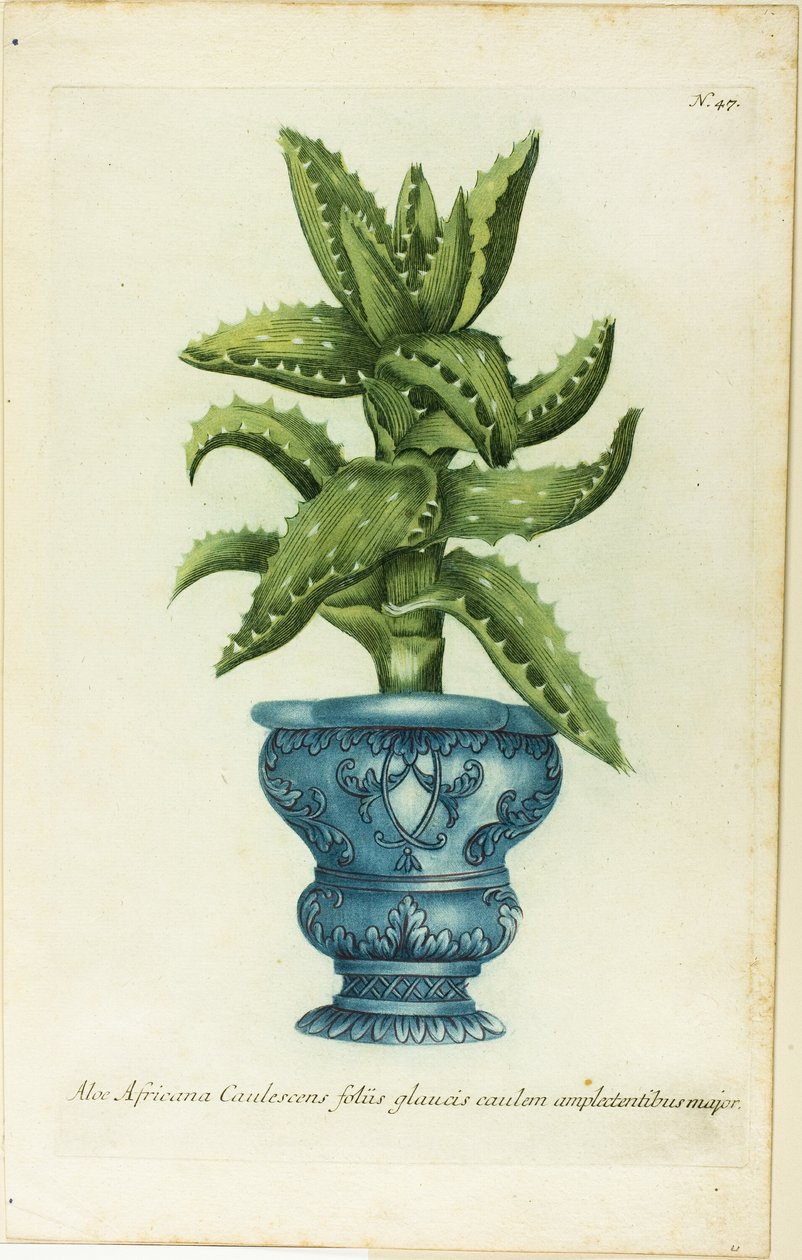 Africká aloe, talíř 47 od Phtanthoza Iconographia od Johann Wilhelm Weinmann