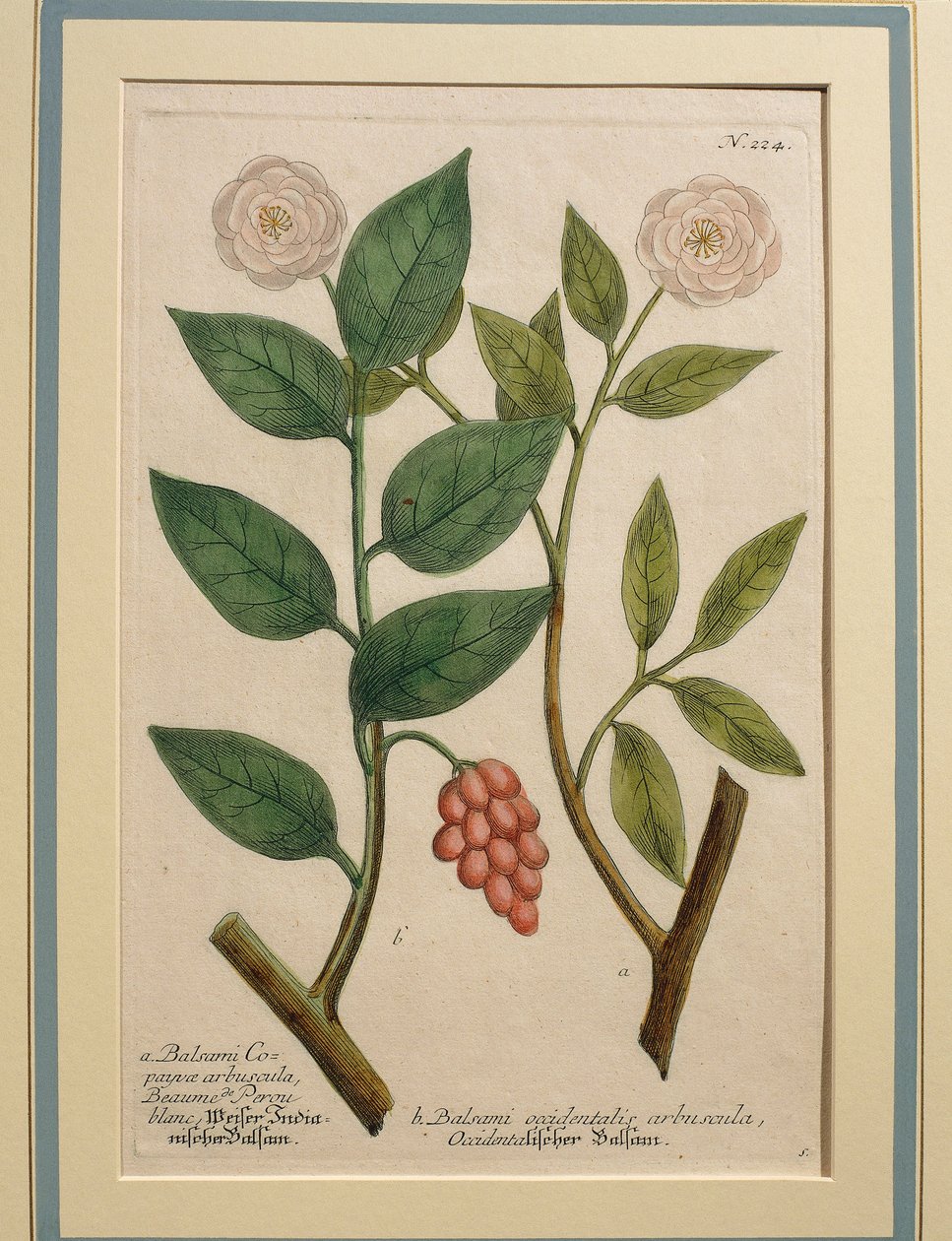 Keř balzámu západního, barevná rytina od Johann Wilhelm Weinmann