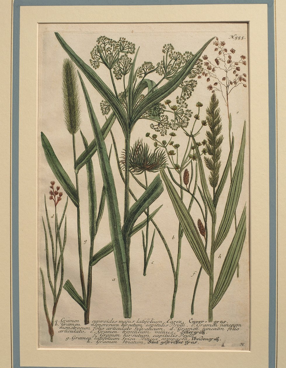 Bermudská tráva (Cynodon dactylon), kolorovaná rytina od Johann Wilhelm Weinmann