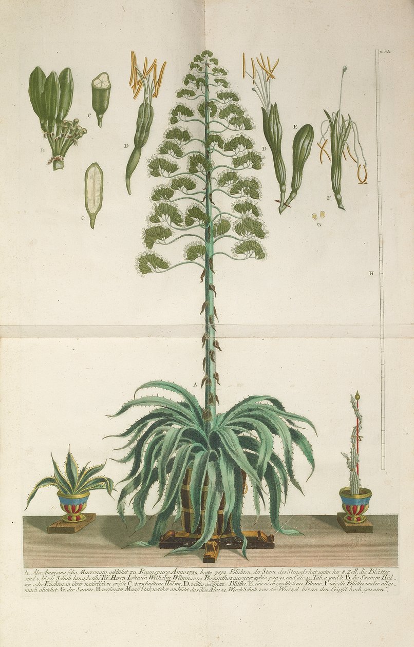 Gravírovaný a mezzotintovaný talíř z Aloe Americana folio Mucronato, c. 1735-1737 od Johann Wilhelm Weinmann