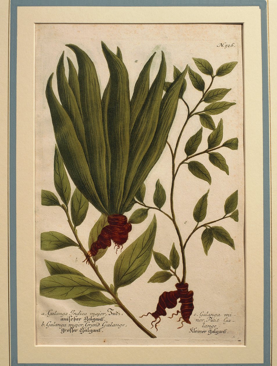 Galangal větší (Alpinia galanga), Galanga Indica major a Galanga major, barevná rytina od Johann Wilhelm Weinmann