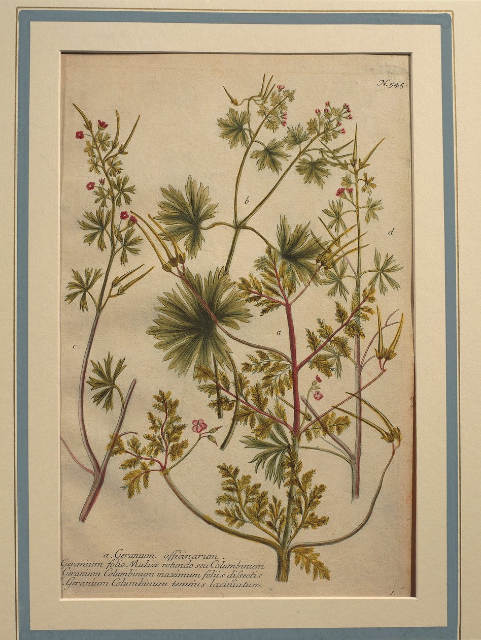Bylina Robert (Geranium robertianum), kolorovaná rytina od Johann Wilhelm Weinmann