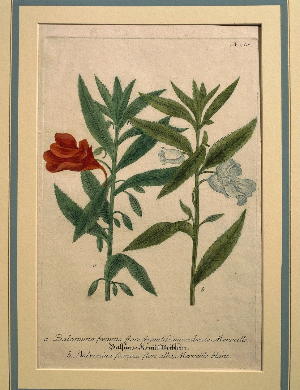 Impatiens, barevné rytí od Johann Wilhelm Weinmann