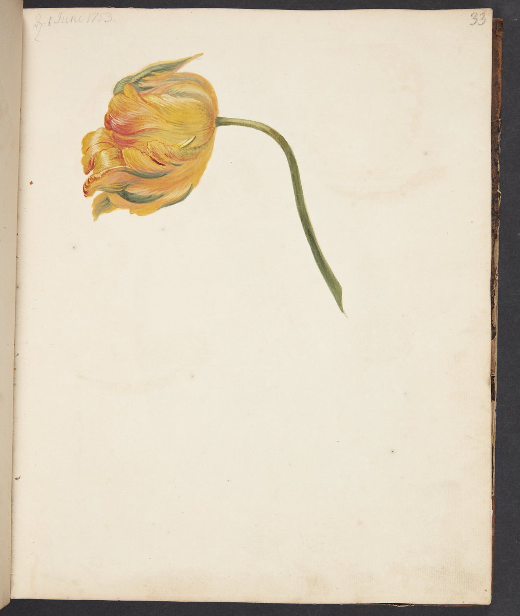 Studie žlutého tulipánu od Johanna Fosie
