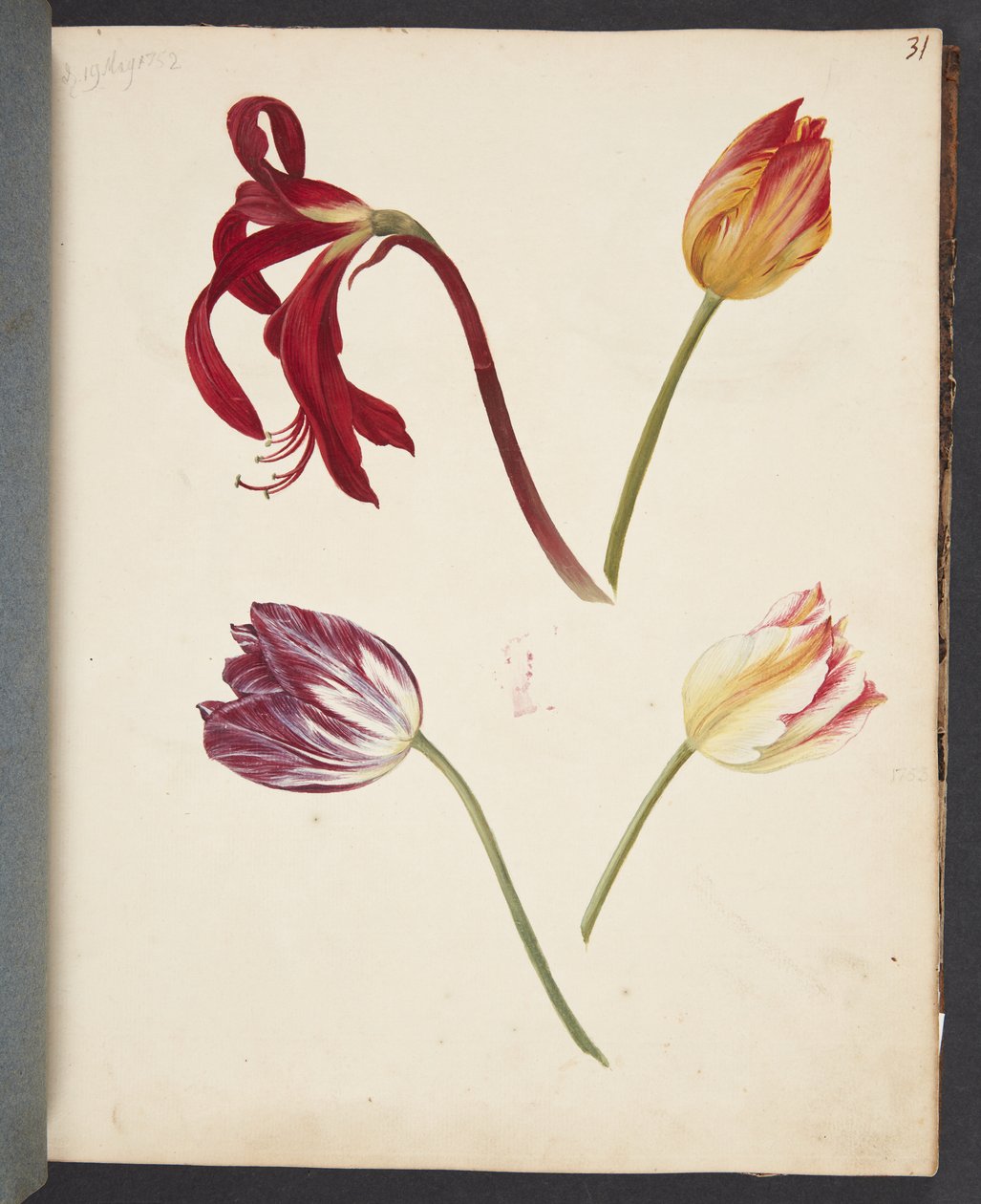 Studium tulipánů od Johanna Fosie