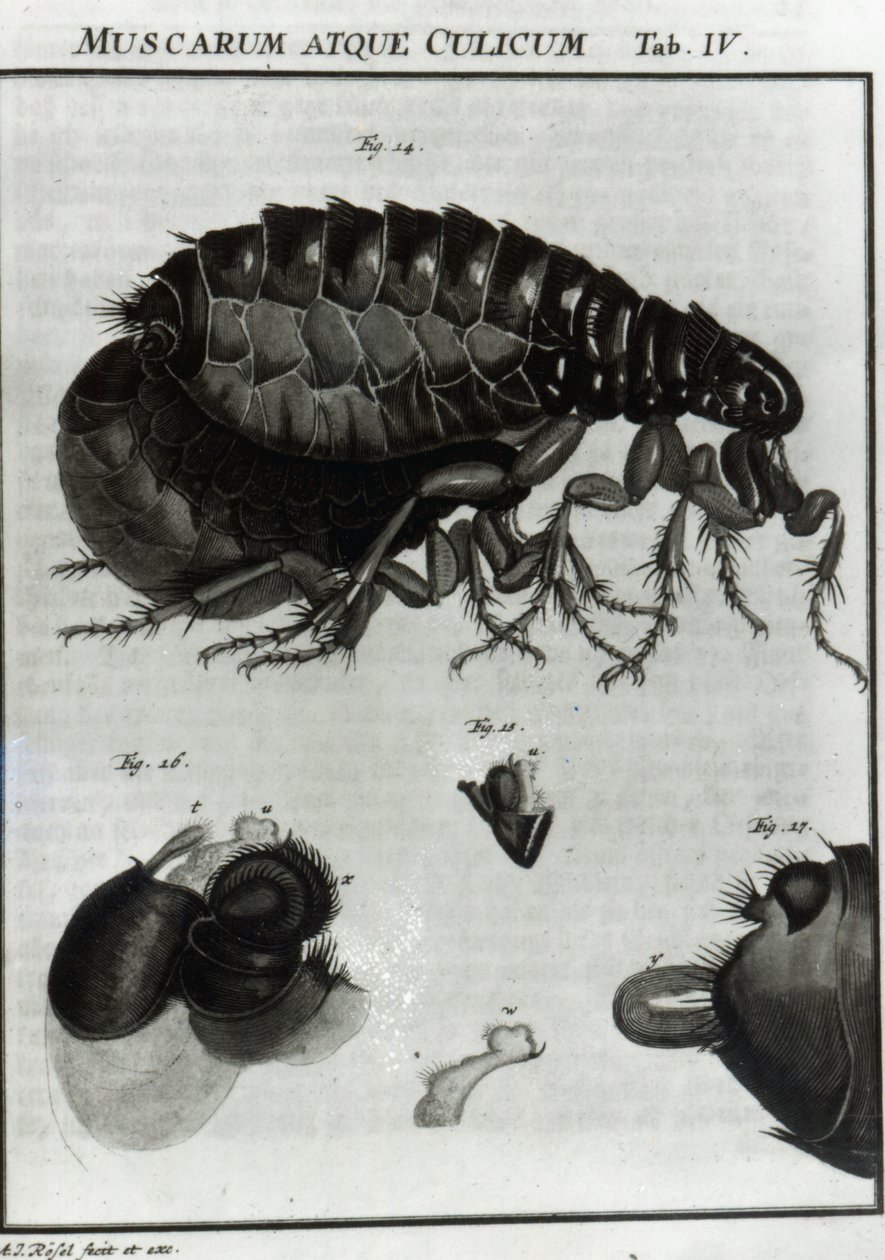 Tabulka IV much a blech od August Johann Rösel von Rosenhof