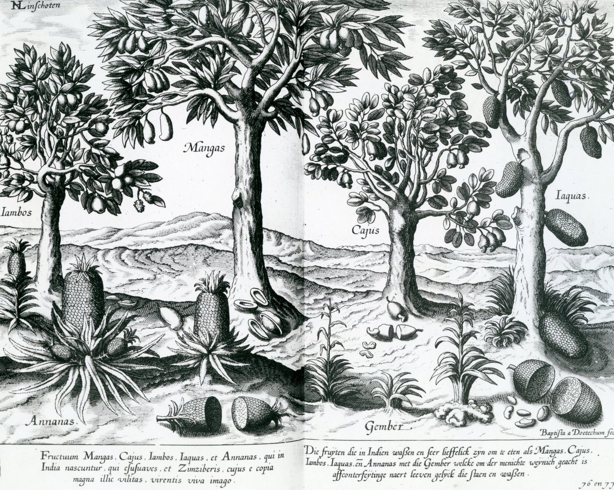 Tropické ovocné stromy, 1596 od Johannes Baptista van Doetechum the Younger