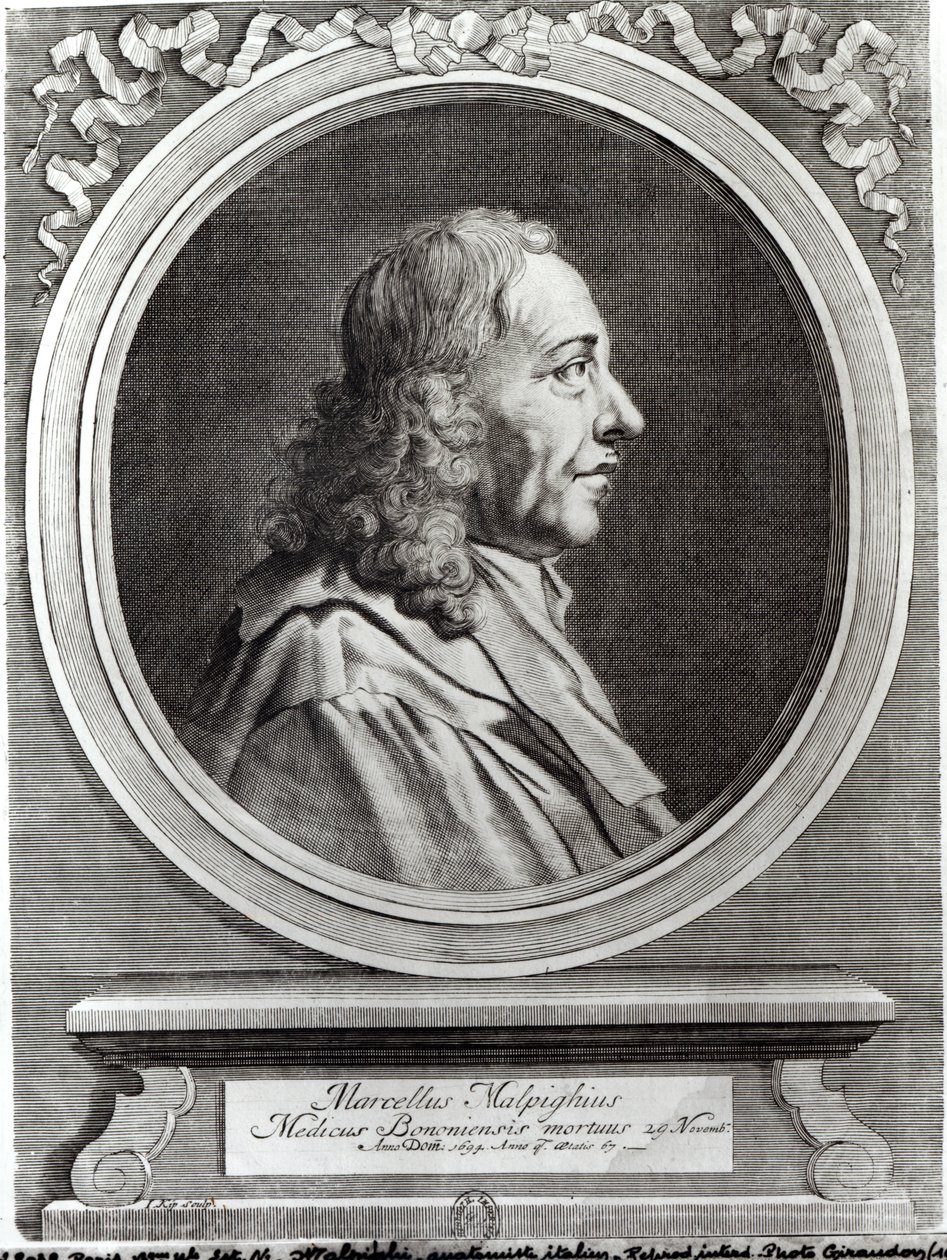 Marcello Malpighi (1628-94) ve věku 67, 1694 od Johannes Kip