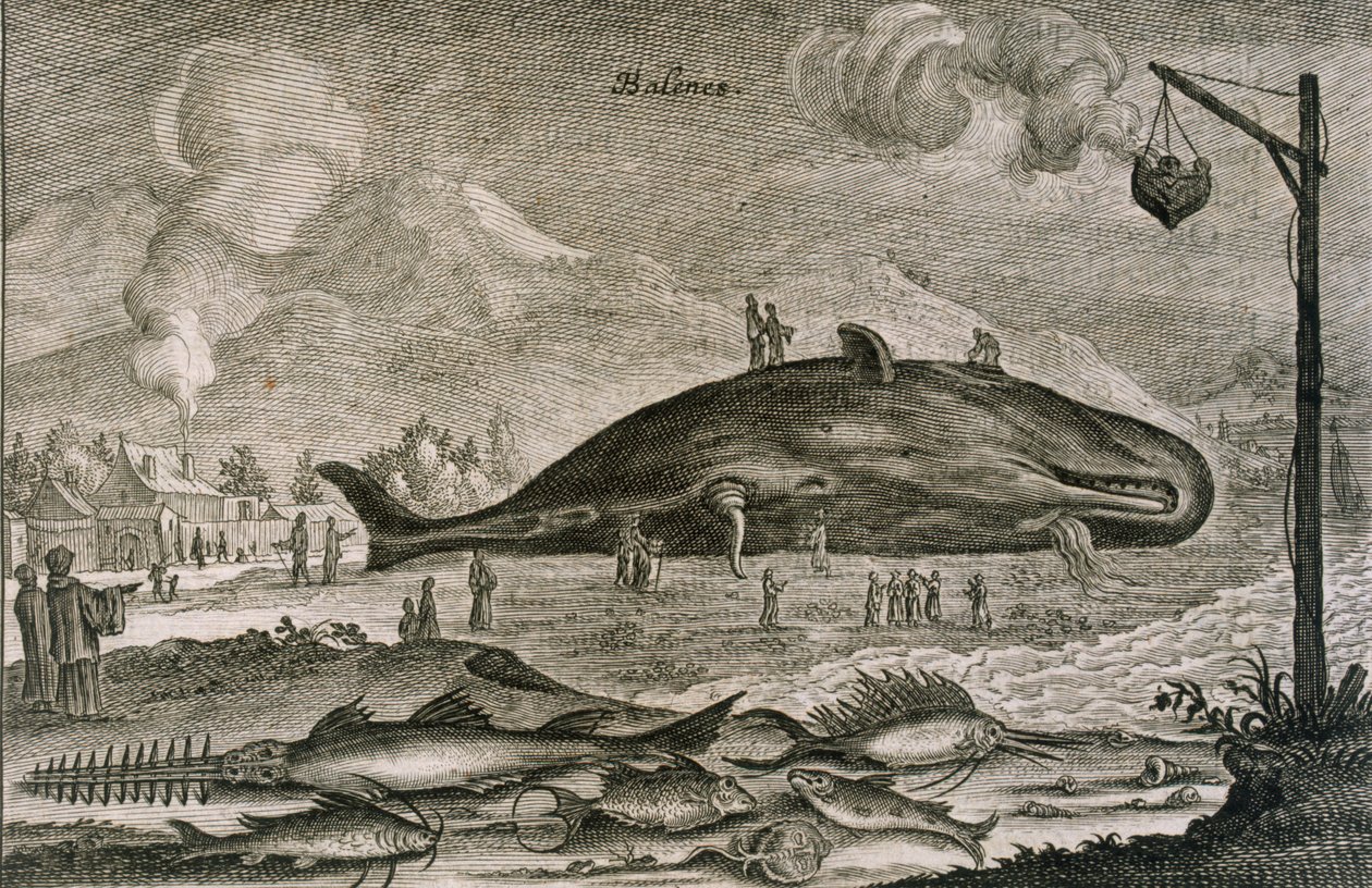 Vorvaň na pláži s řadou dalších ryb z čínských vod, 1665 od Johannes Nieuhoff