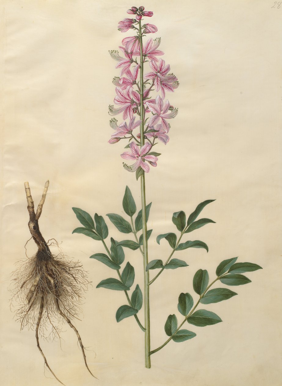 Dictamnus albus od Johannes Simon Holtzbecher