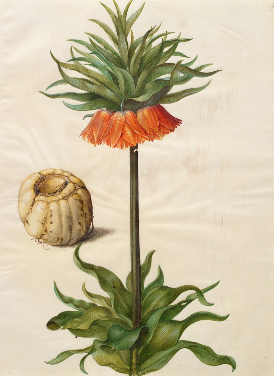 Fritillaria imperialis od Johannes Simon Holtzbecher