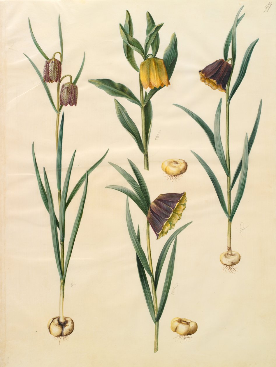 Fritillaria meleagris od Johannes Simon Holtzbecher