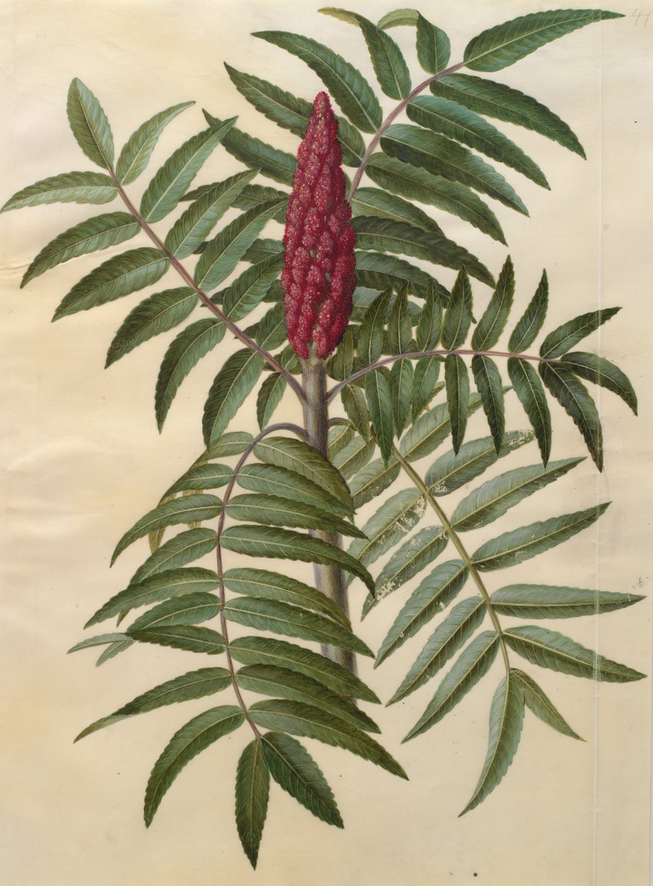 Rhus typhina od Johannes Simon Holtzbecher