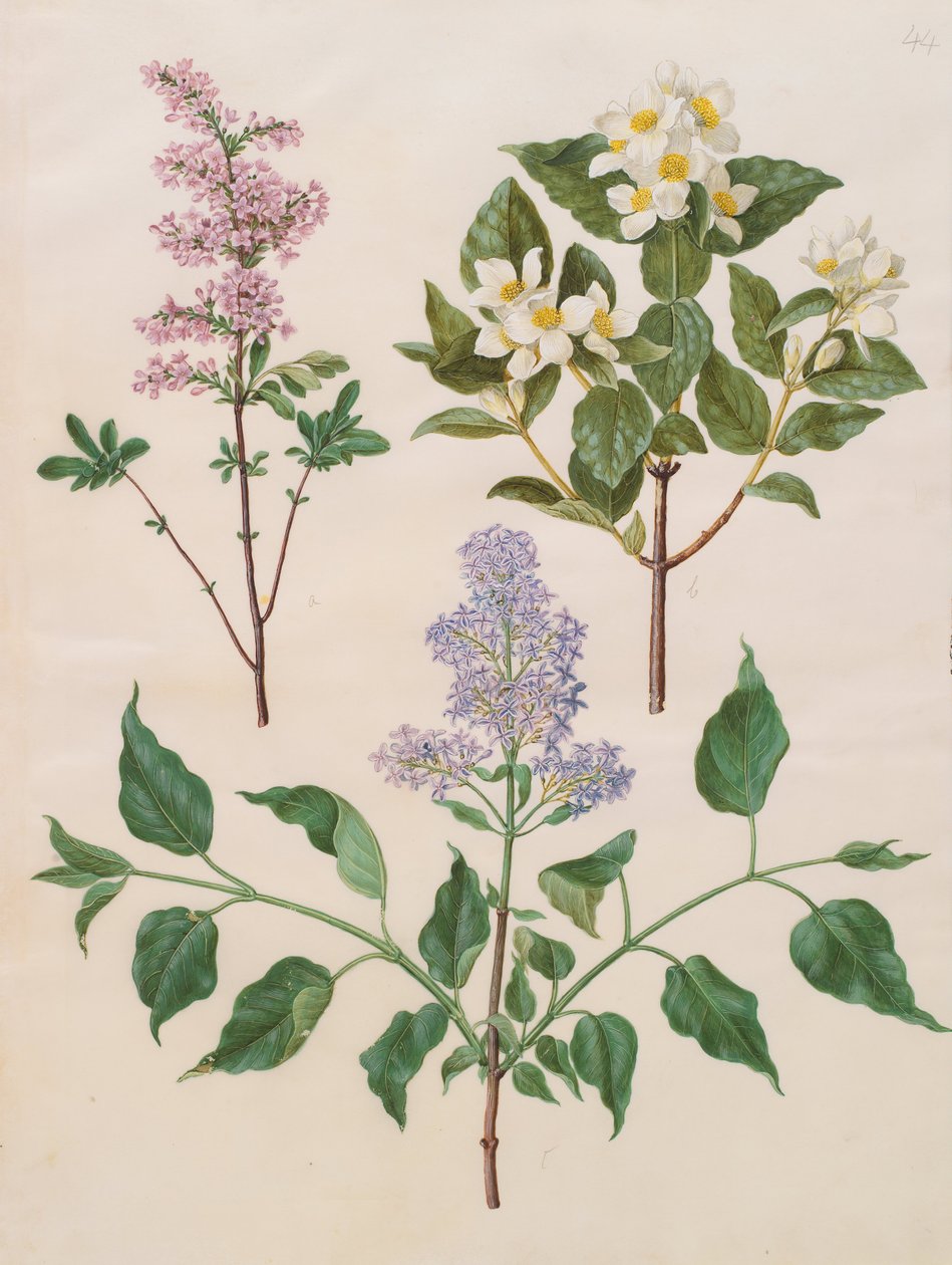 Syringa x persica; Philadelphus coronarius; Syringa vulgaris od Johannes Simon Holtzbecher