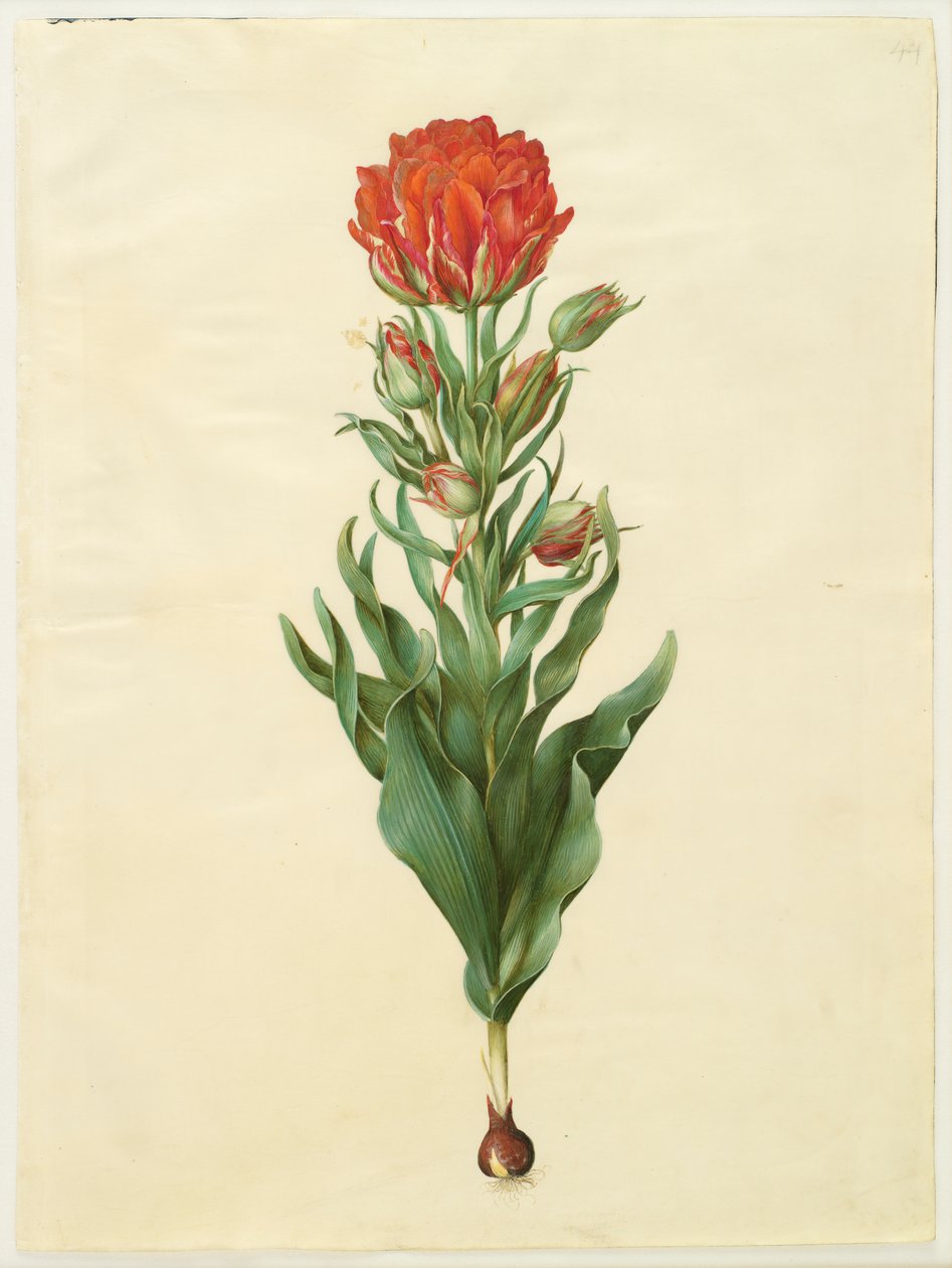 Tulipa gesneriana od Johannes Simon Holtzbecker