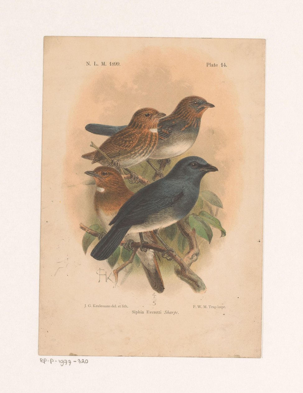 Čtyři ptáci na větvi Siphia Everetti Sharpe (název na objektu) od Johannes Gerardus Keulemans