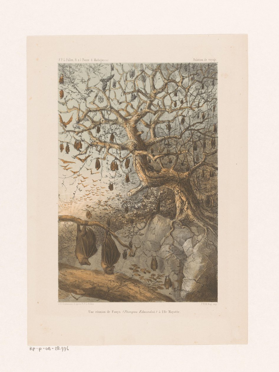 Vleermuizen v een boom Setkání Fanys (Pteropus Edwardsii) na ostrově Mayotte (název na objektu) Cestovní vztah (název série na objektu) od Johannes Gerardus Keulemans