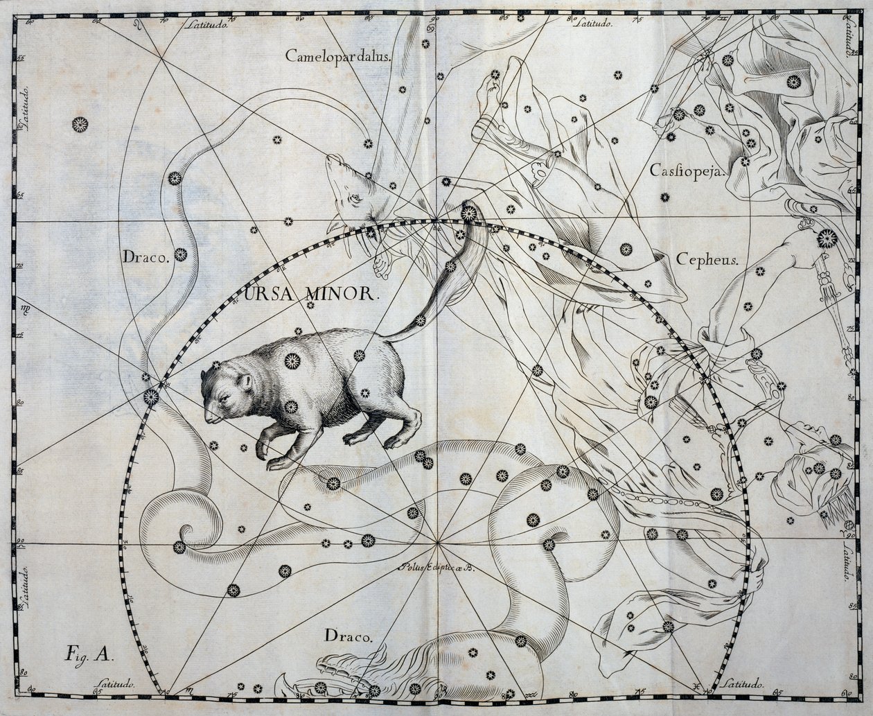 Ursa Minor, Boreaalinen Pienjärven tähdistö, kaiverrus taivaan atlassta Firmamentum Sobiescianum sive Uronographia, kirjoittanut Johann Hevelius (1611-1687), Gdansk od Johannes Hevelius