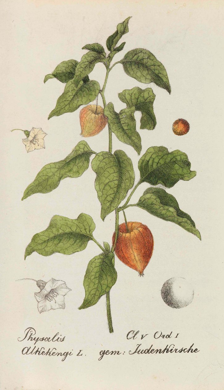 Sbírka švýcarských rostlin, 1825-1846. od Johannes Jacob Hegetschweiler
