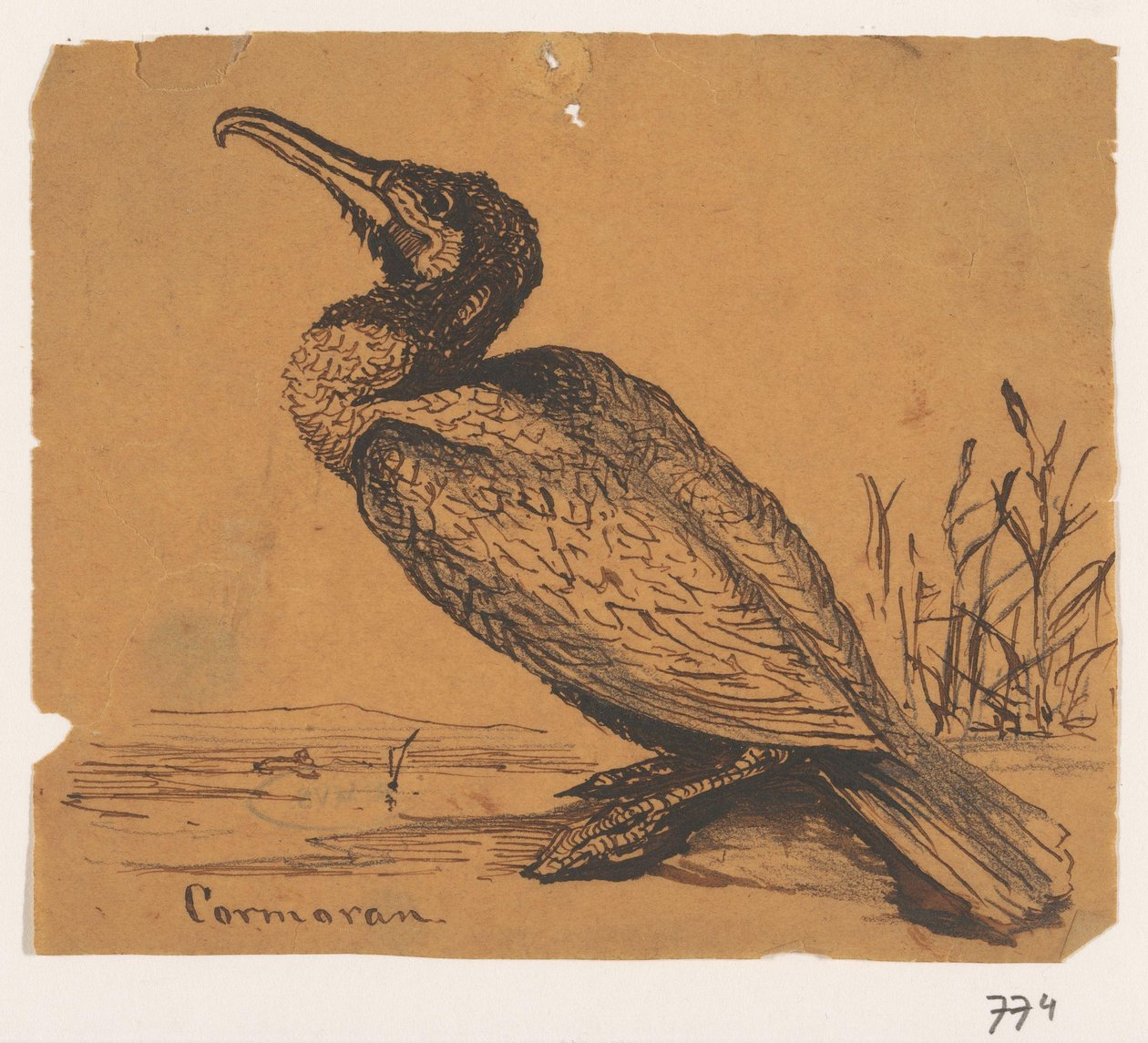 Kormorán Cormoran (název na objektu) od Johannes Tavenraat