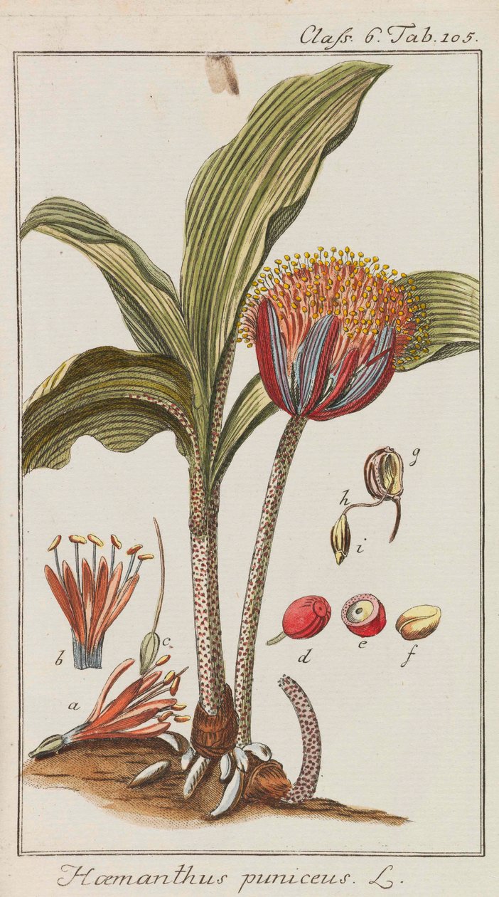 Výběr krásných a vzácných rostlin, 1795-1798. od Johannes Zorn