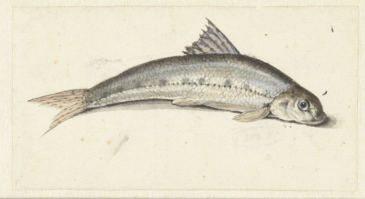 gondola od Johannes le Francq van Berkhey