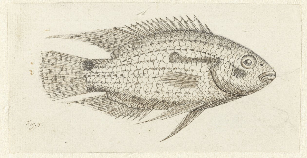 Tropická ryba Chromis epse od Johannes le Francq van Berkhey