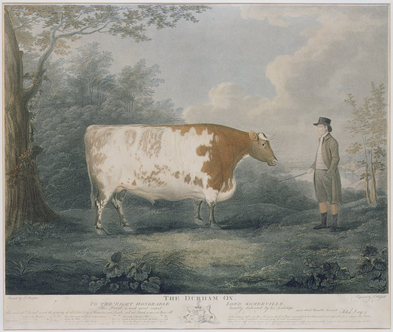 Durhamský vůl, vyryl J. Wessel, 1802 (barevná rytina) od John Boultbee