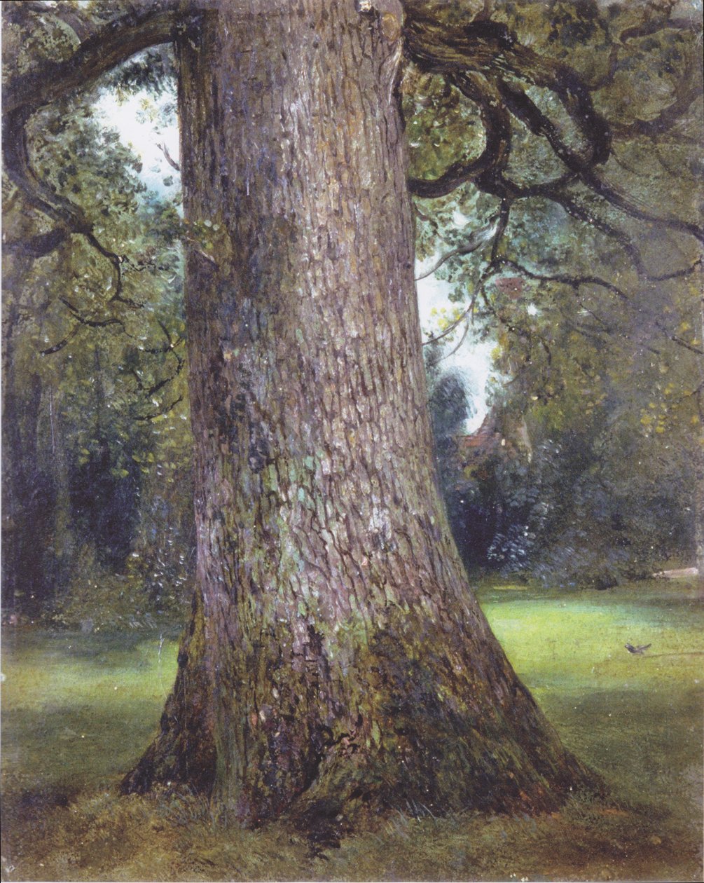 Studie jilmu od John Constable
