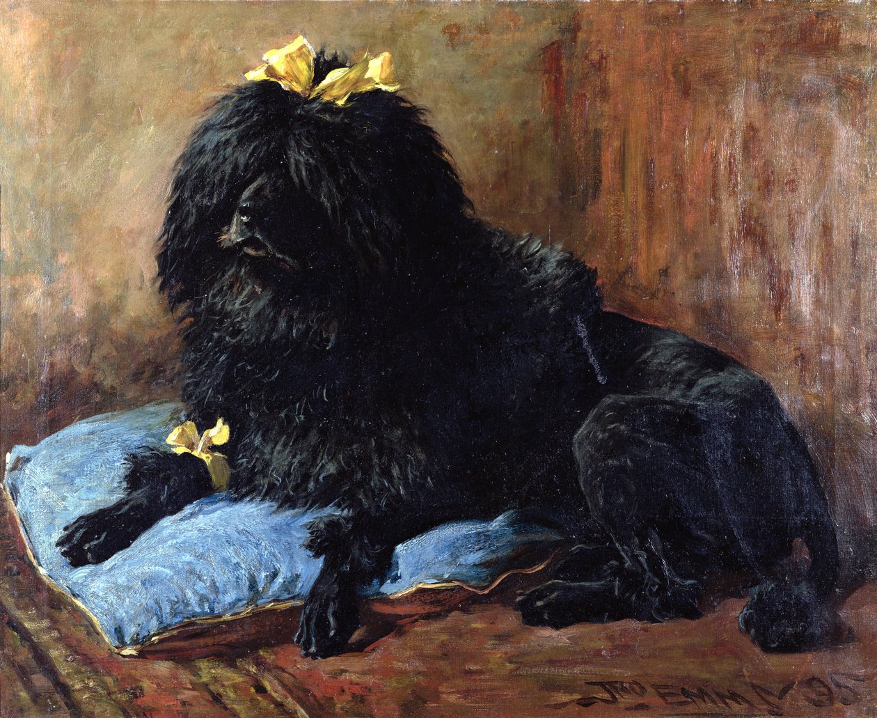 Černý standardní pudl na modrém polštáři, 1895 od John Emms