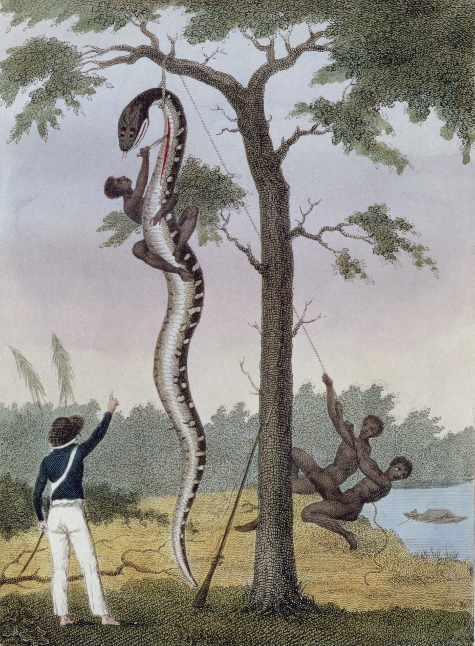 Stažení kůže hada Aboma, natočené kapitánem Stedmanem, z „Příběhu pětileté“ expedice proti vzbouřeným černochům ze Surinamu 1772-77, vydané v roce 1813 (ručně kolorovaná rytina) od John Gabriel Stedman