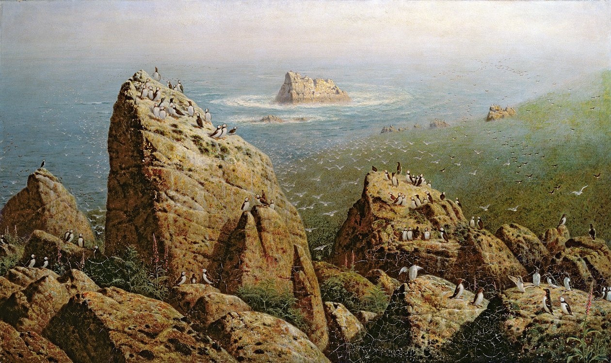 Papuchalci na ostrově Lundy od John George Naish