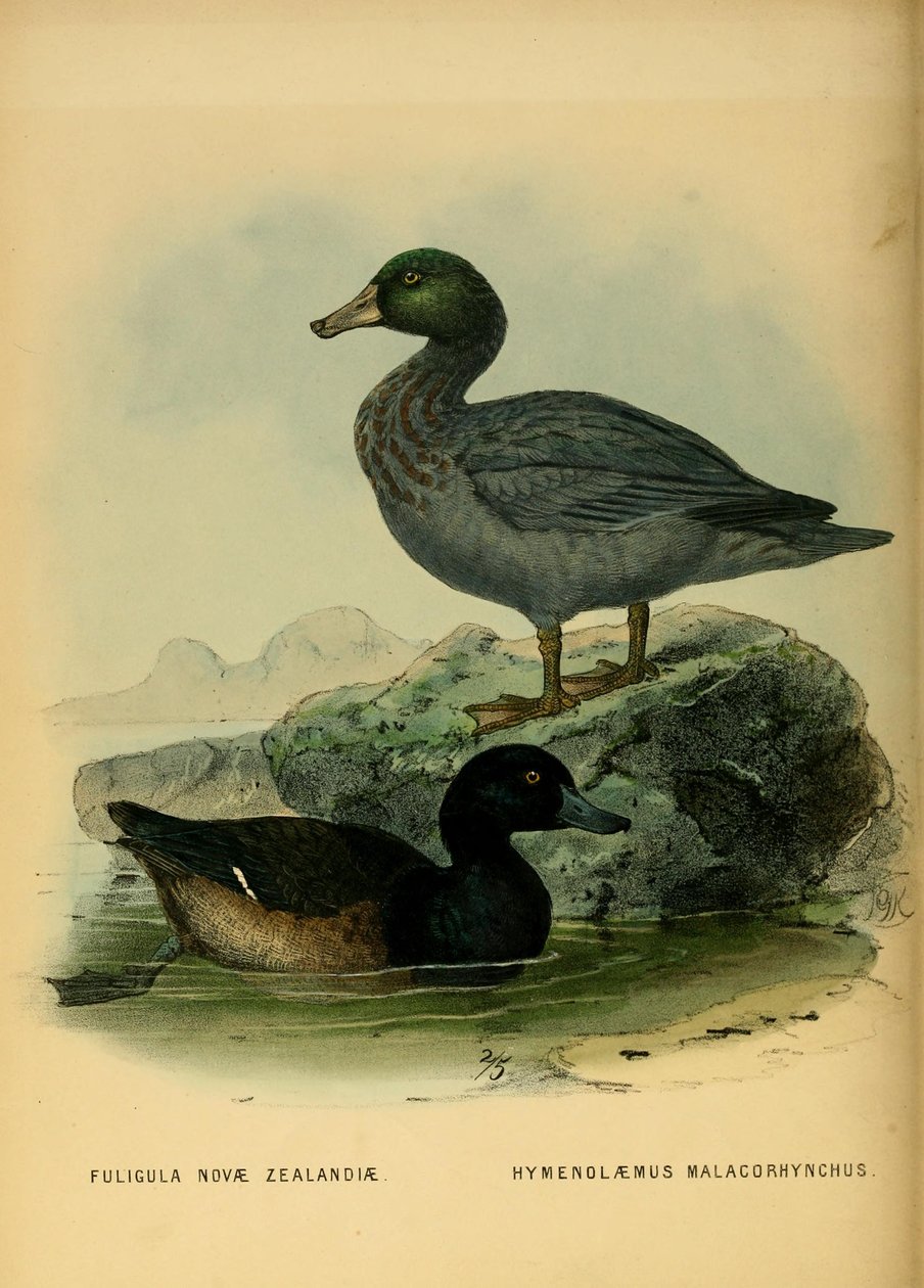 Ilustrace kachny novozélandské a kachny modré od John Gerrard Keulemans