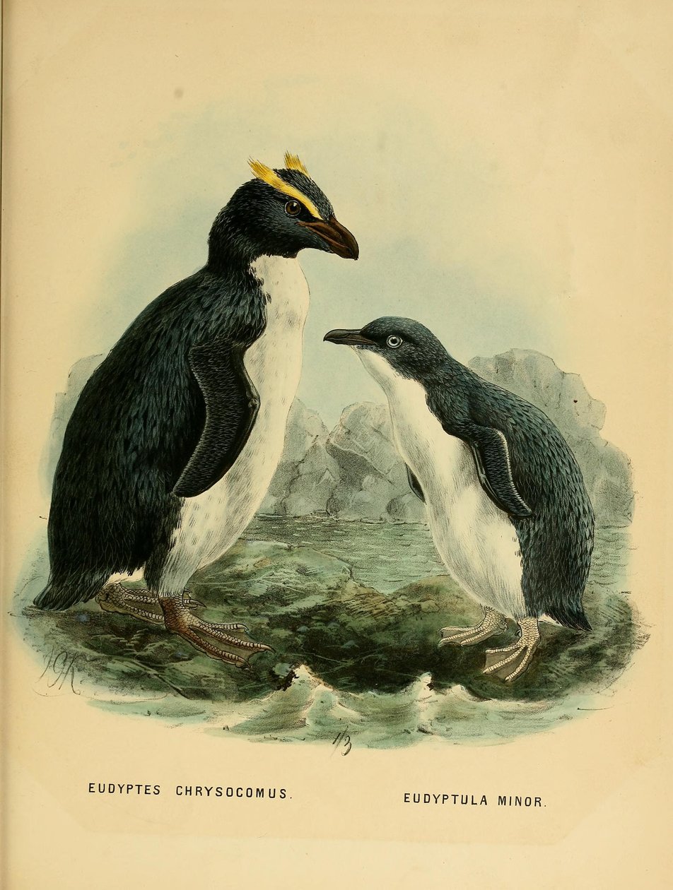 Ilustrace tučňáka skalního a malého tučňáka od John Gerrard Keulemans