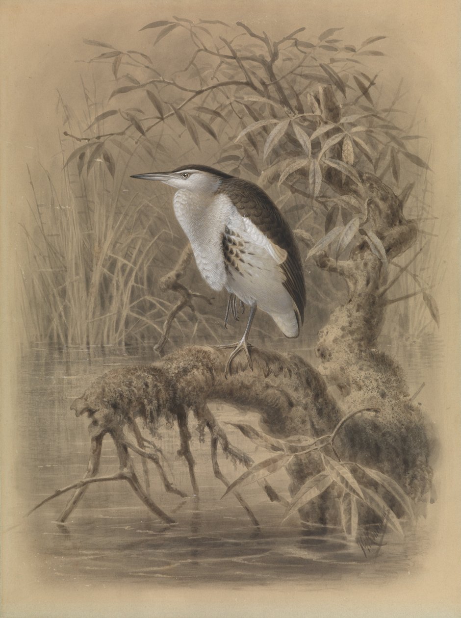 Bukač malý, Ixobrychus minutus od John Gerrard Keulemans