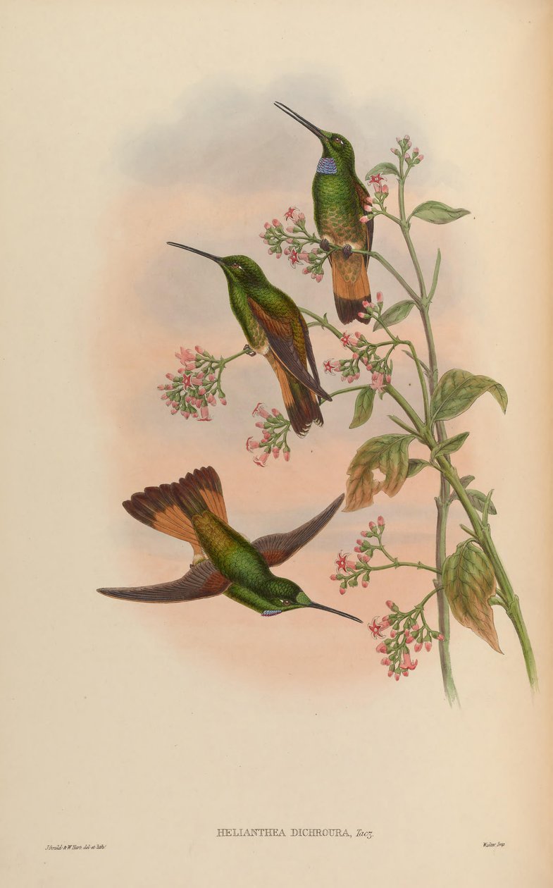 Monografie Trochilidae neboli čeledi kolibříků od John Gold