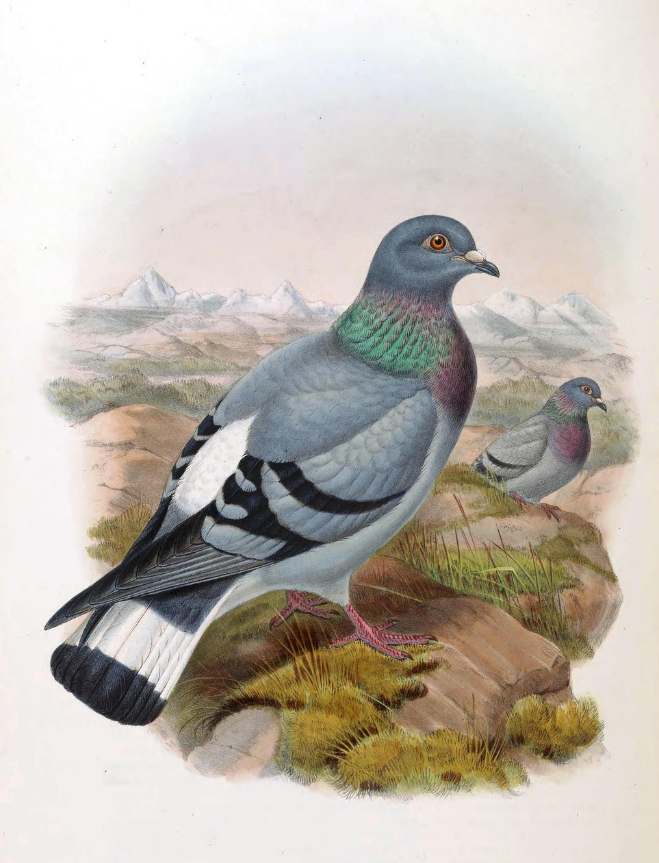Holub skalní (Columba rupestris) od John Gould