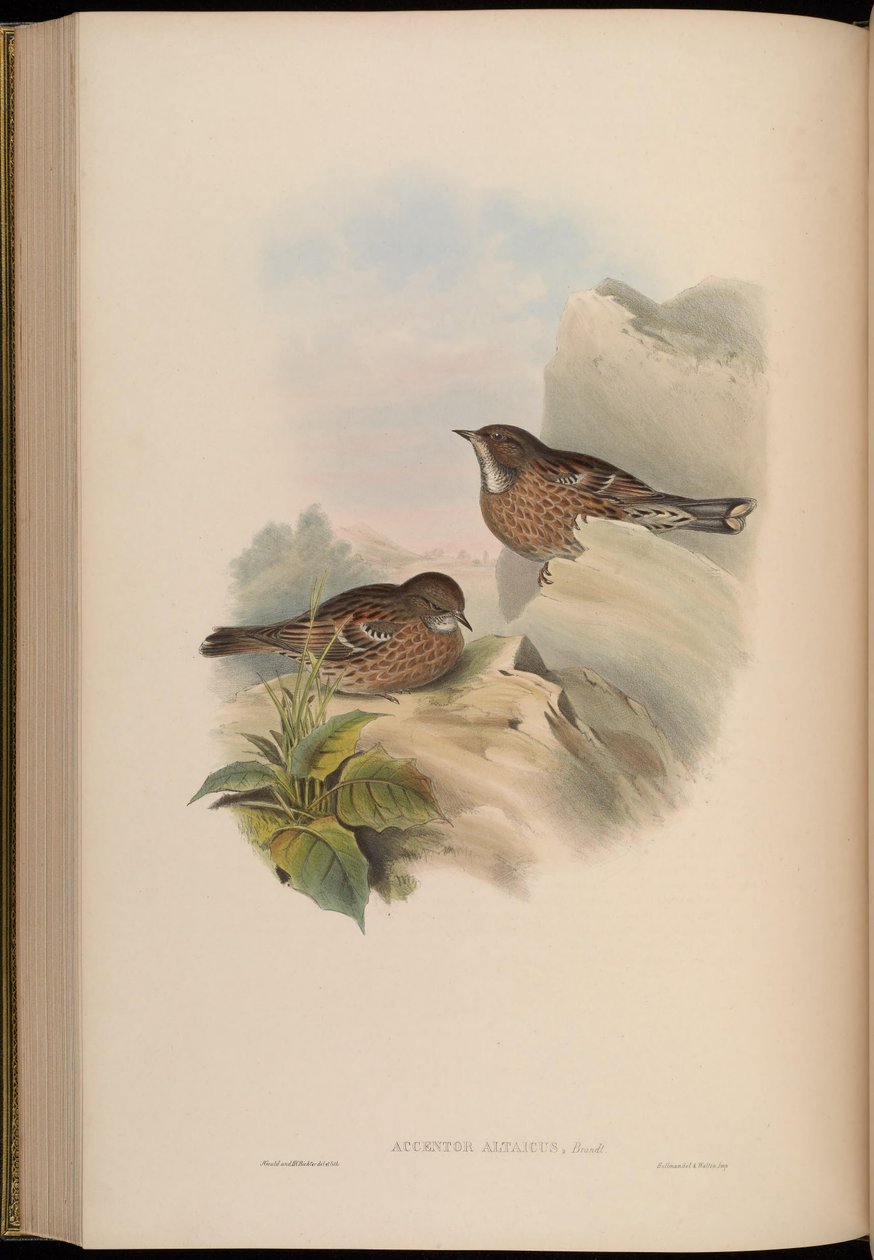 Accentor altaicus = Prunella himalayana od John Gould